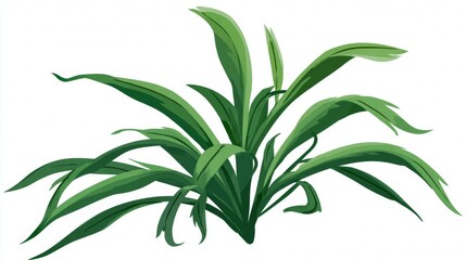 Fototapeta premium Fresh green aloe vera plant leaf isolated on white background