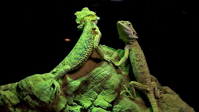 Two bearded dragons basking under a lamp. beautiful lizards