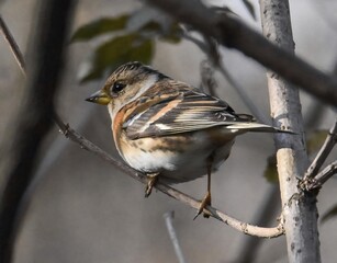 Sparrow with brown plumage perched on branch
