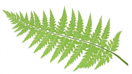 Green fern leaf frond isolated on white background, conveying nature's spring growth and forest foliage pattern