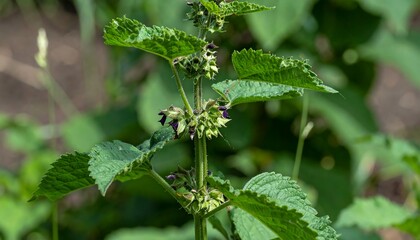 Close-up of a plant with green leaves and small purple buds