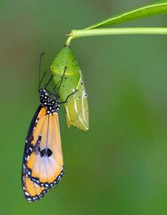 Butterfly emerging from chrysalis (1)
