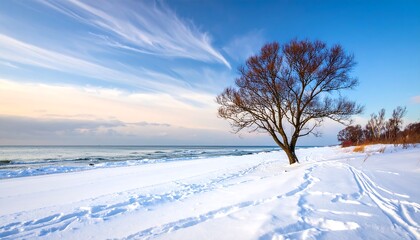 A solitary tree stands on a snowy winter beach, bathed in soft sunlight as the icy ocean stretches out.