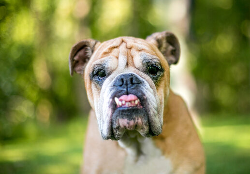 A purebred English Bulldog with crooked teeth