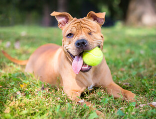 A one-eyed Shar Pei mixed breed dog lying down holding a ball