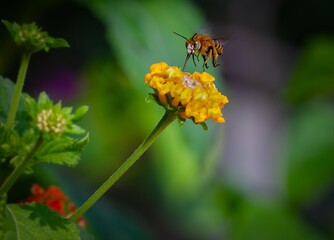 Vibrant Flight: Amegilla garrula on a Summer Bloom in Golden Light