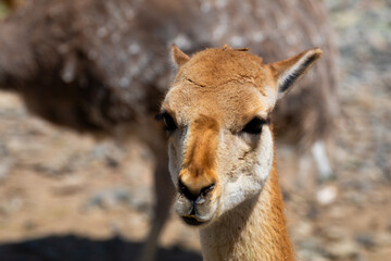 Visiting the Zamość ZOO
