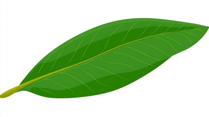 Fototapeta premium A single vibrant green leaf with detailed veins, illustrated on a clean white background.