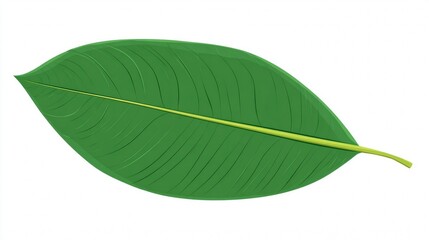 Obraz premium Macro close-up of a single fresh green leaf with visible veins isolated on a white background