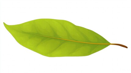 Obraz premium Fresh single green leaf isolated on white background, showcasing natural organic flora and spring growth close-up