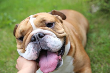 Close-up view of cute smiling English bulldog with sticking out tongue lying on grass and woman's hand lovely stroking dog's cheek.Pet concept, top view with selective focus.