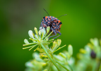 Natural Geometry: The Bold Beauty of Graphosoma on Green Buds