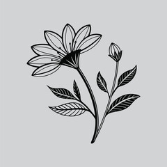 Gazania Blooming Flowers Hand Illustration