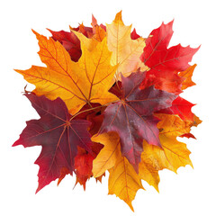 Fototapeta premium Pile of colorful autumn maple leaves isolated on transparent background