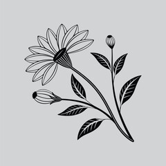 Gazania Botanical Wall Art Illustration