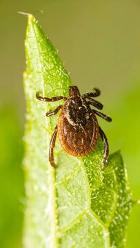 Tick on a leaf close-up