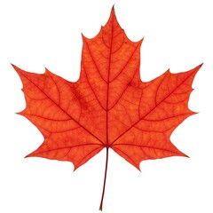 Obraz premium Crimson Majesty