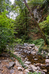Rocky stream in forest canyon