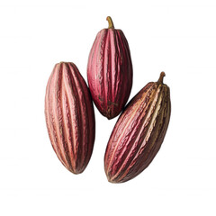 Three ribbed cacao pods isolated on a transparent background fruit food