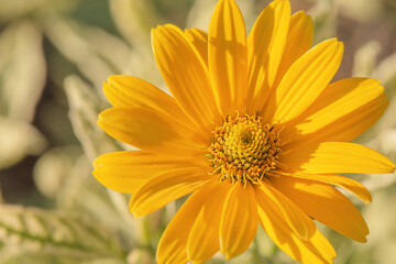 Fototapeta premium Yellow flower macro photo on blurred natural background. Heliopsis in the garden.