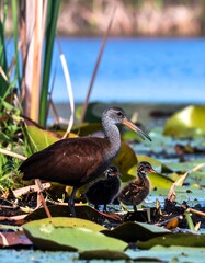 Birds on lily pads