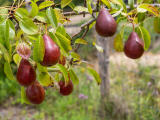 Rama de un peral cargado de frutos rojos