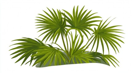 A natural tropical palm tree with a green leaf branch, isolated on a white background