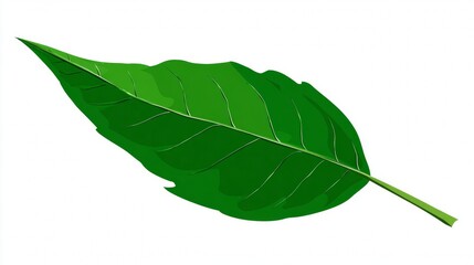 Obraz premium A vibrant green leaf with intricate veins isolated on a clean white background