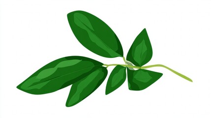 Closeup of fresh green leaves and a branch of a lime tree, isolated on a white background