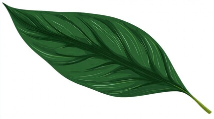 Fototapeta premium A macro closeup of a single green leaf isolated on a white background, highlighting its fresh texture and natural growth