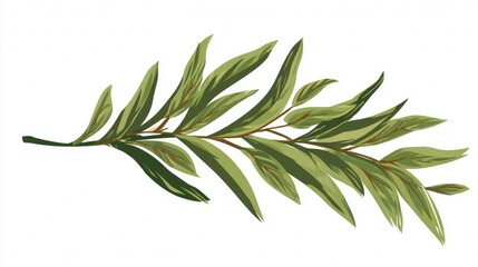 Fresh sage and rosemary leaves on a branch are isolated against a white background