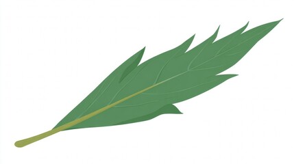 Obraz premium Close-up of fresh green bay leaves, an organic spice, isolated on a white background