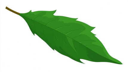 Fototapeta premium Fresh green leaf with prominent veins isolated on a white background, perfect for use in botany and organic themes