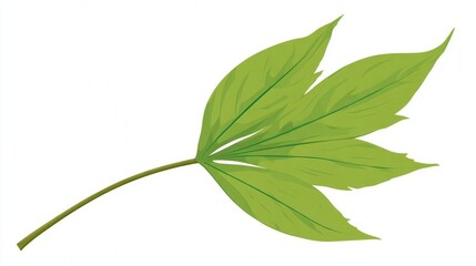 Obraz premium Fresh green leaves and foliage from a tree branch, isolated on a white background