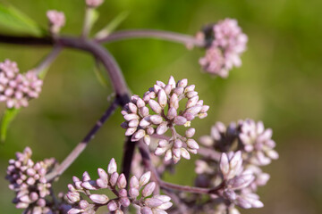 Budding Spotted Joe-Pye Weed (eutrochium maculatum) along a hiking trail in Ontario.