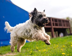Dog in mid-air, grassy field