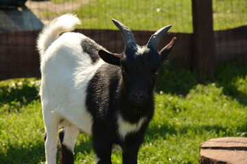 Black and white goat standing outdoors on grass, farm animal photography.