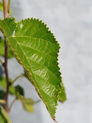 green leaves in winter