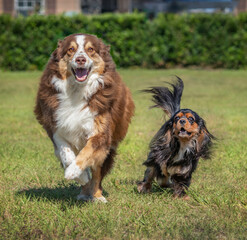 Adult Australian Shepherd dog and Cavalier King Charles Spaniel dog running on grass lawn.