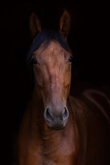 Bay trotter horse portrait in dark studio background