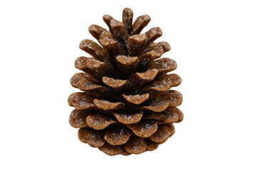 Pine cone covered with artificial snow on transparent background