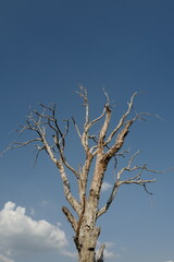 Dead tree on sky background