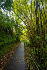 Fototapeta premium Akaka Falls State Park on Big Island, HI