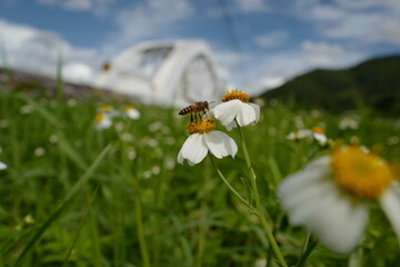 bee on a camomile