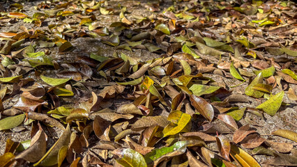 The main focus is on the dry fallen leaves on the ground. The leaves of different colors and textures are scattered, with sunlight creating shadows and highlighting details.