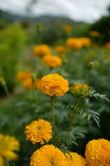 Yellow marigolds in the garden