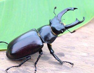Black beetle on a green leaf