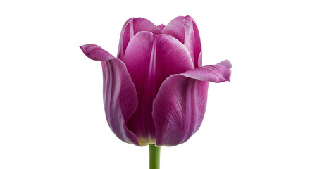 Purple tulip with curled petals, isolated on white background, refined and unexpected floral composition for design projects.