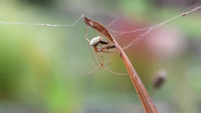 Long-jawed orb weaver (Tetragnatha extensa) mating on grass, Czech Republic (common species).