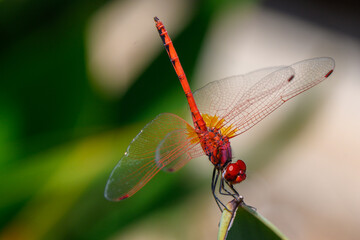 Dragonfly Sitting on Leaf in Cyprus Sunset